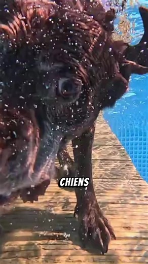 Astuces efficaces pour mieux communiquer avec votre chien