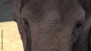 4K. Ultra HD. Beautiful face of elephant close-up. Fangless elephants cool off by herbs in their body. Close up of an African elephant with depigmented skin on the forehead and ears. Elephas maximus.