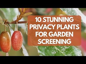Nature's Wall: 10 Privacy Plants for Garden Screening