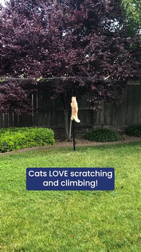 26K views · 363 reactions | Cats LOVE scratching and climbing! Give them that extra stimulation by adding a scratch post to their catio! #catios #catiolife #catenclosures #habitathavencatio #habitathaven #catscratchpost | Habitat Haven | Facebook