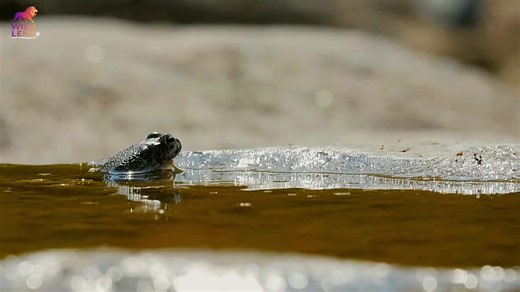 Snake vs Frog - A Wild Encounter