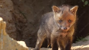 Red fox cub exploring neighborhood, wildlife - vulpes vulpes - UHD/4K stock video Stock Video