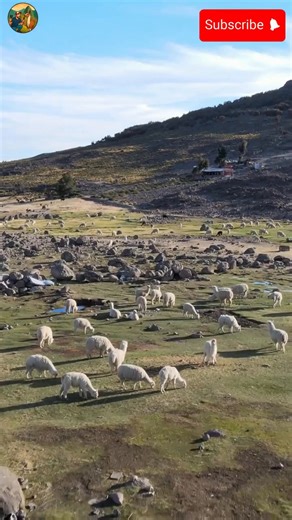 La historia del último Arriero. | El Primo Keyvi