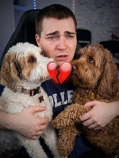 are the dogs safe? 🥺