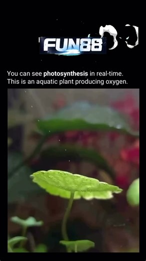 Satisfied on Instagram: "@satisfied._zone Photosynthesis in underwater plants is a vital process that supports aquatic ecosystems and contributes to global oxygen production. Just like land plants, aquatic plants use sunlight, carbon dioxide, and water to produce oxygen and glucose. However, since they grow below the water surface, these plants have special adaptations that allow them to absorb dissolved carbon dioxide and light for efficient photosynthesis in water environments. One key factor 