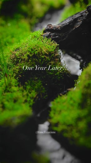 5.9K reactions · 50 comments |  How I built my mini stream open #terrarium + 1 year update! #MinneTerrariums #terrariums #terrarium_art #terrariumdreams #paludarium #terrariumlove | MinneTerrariums | Facebook