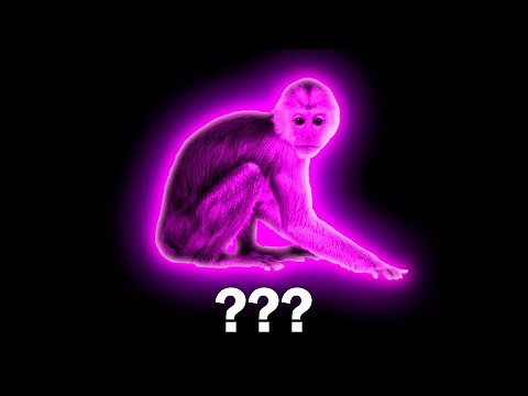 15 "Monkey" Sound Variations in 30 Seconds