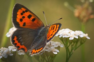 Las mariposas españolas tienen una gran ventaja sobre las británicas. La clave está en el calor