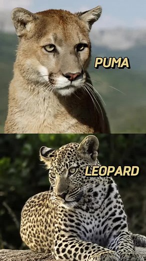 Puma vs Leopard: Ultimate Showdown of Big Cats