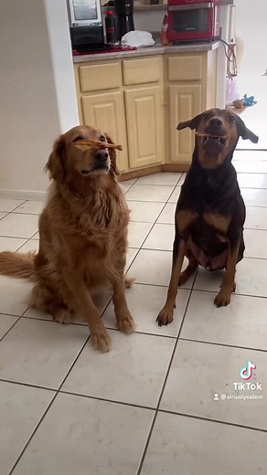 Impulse control with some duck feet. (The cut off has me dying. No Sirius did not catch that