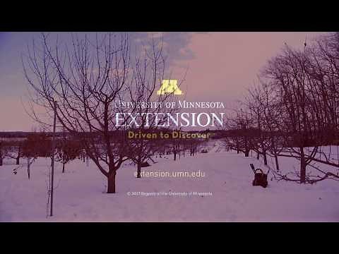UMN Extension Apple Tree Pruning Part Two