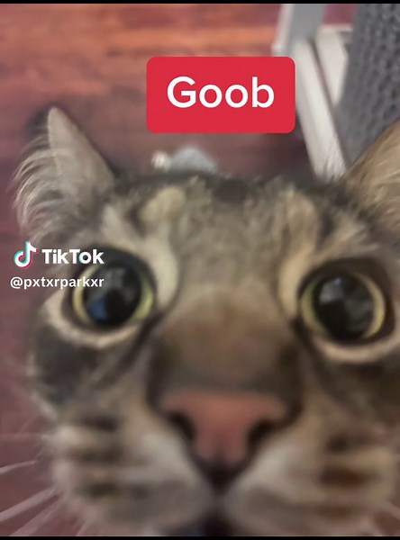 When i say mister goob though i say it like constantine the frog from muppets most wanted