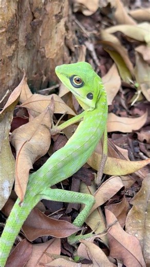 Beautiful green crested lizard in the wild Singapore wildlife nature park