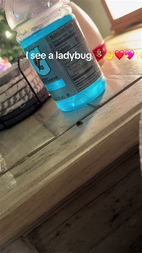 Ladybug 🐞💖✨ in my apartment near me for fall #ladybugs #insectsoftiktok #insects