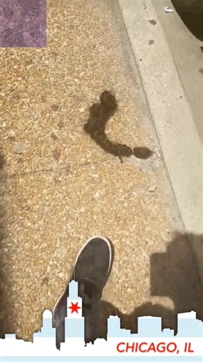 @DARRPURPLE ~ WILD~WILD~TUMBLEWEAVE CONFRONTATION IN CHICAGO , ILLINOIS ( USA )