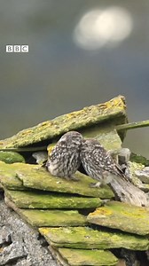 A lovely moment ❤️🦉 A photographer captured these little owls on the roof of a barn in the Peak District. BBC East Midlands #BBCEastMidlands #Photography #Wildlife #WildlifePhotography #PeakDistrict | BBC One