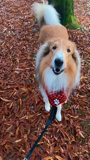 In this reel, Luke’s at a festive Sheltie/Collie meet up. It began with a walk with friends in a park, followed by a train ride to see the beautiful Christmas lights and decor. 🎄🎅 Happy Holidays! . . . . . . . . . . #lukethecoolhandcollie #meetup #walk #trainride #lights #christmas #happyholidays #decoration #friends #fun #dogsofinstagram #dogoftheday #reelsofinstagram #withmydog #reelsvideo #instagramreels #roughcollie #roughcolliesofinstagram #roughcolliepuppy #roughcollieworld #dogsofcanada