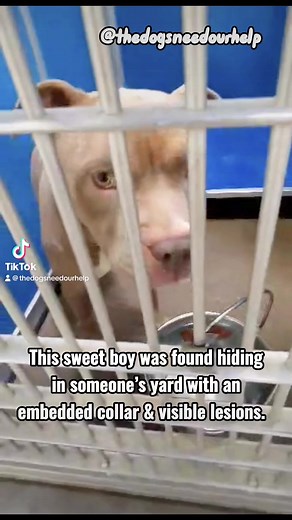 1.7K views · 84 reactions | 1 year old boy was found hiding in...