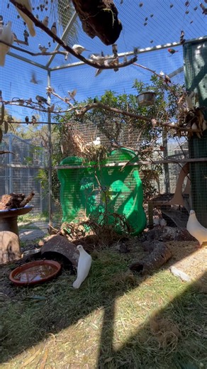 Beeperville... the aviary that shouldn't work, but does. This aviary isn't specifically special needs, but does have a number of birds with old wing injuries, missing limbs, and other scars from past lives. We even had a lovebird in here (who has sadly since passed) who found comfort with a Barbary dove. We would never recommend having lovebirds with these species under normal circumstances. Nature does great things sometimes. #accessibility video description: panning around the finch aviary, wi