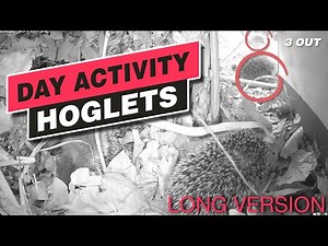 Day activity in healthy wild baby hedgehogs / free-living hoglets (documentation) - long version