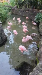Flamingos at Disney Animal Kingdom.🦩 | Disney World Packages -Orlando Florida