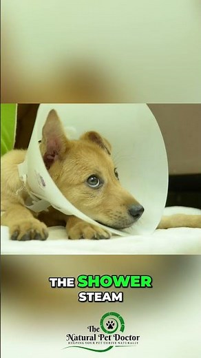 Why Your Dog Reacts to Everything - Holistic Vet Advice