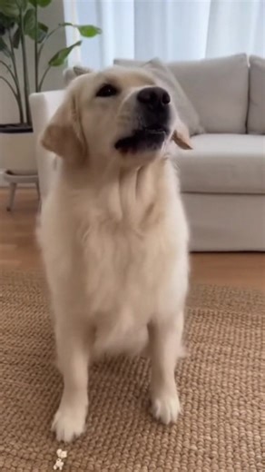 Superhero dog flying across living room proudly #SuperDog #CapePup #HeroMoment | Charlotte Miller