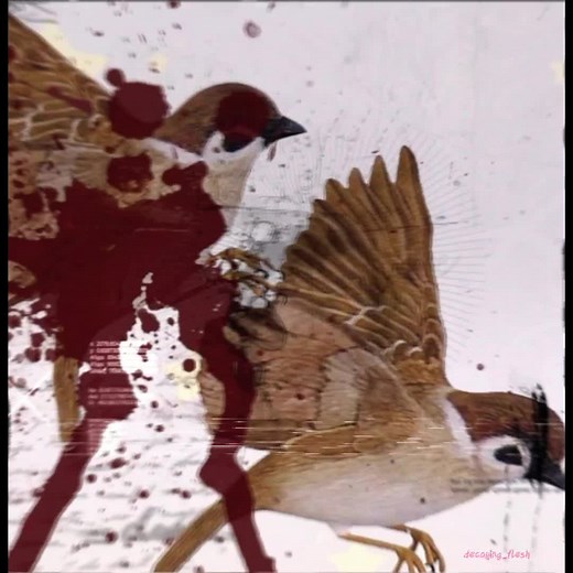 #bringmethehorizon #bringmethehorizonedit #bmthfan #crucifymebmth