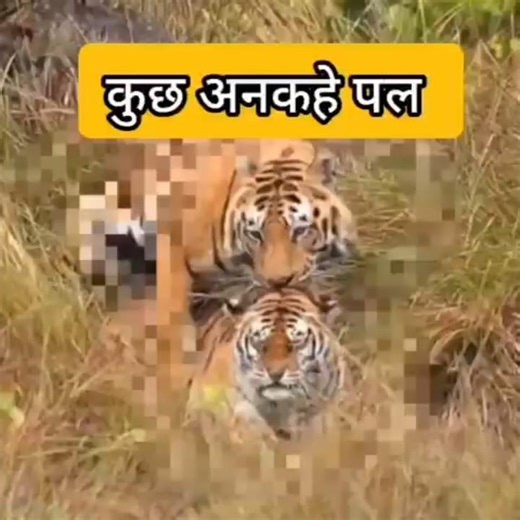 Tigers Mating. T72 and T67 Wonderful Sighting. Sillari Gate Pench tiger reserve .Maharashtra 2026.