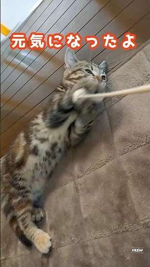 My kitten is feeling better [Scottish Fold]