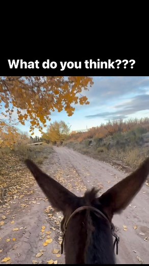 12K views · 620 reactions | #Donkey #Trailride #Equestrian #Cowboy | The Farm on Route 66 | Facebook