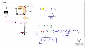 OpenStax College Physics Solution, Chapter 9, Problem 29 (Problems and Exercises)