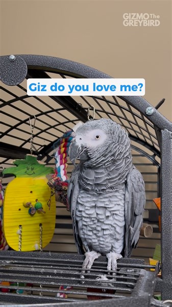 Can we please blow up Gizmo’s song on Spotify 🤞🏼 🙌🏼 ❤️ #gizmosjourney #gizmothegreybird #funnyparrot #talkingparrot | Gizmo the Grey Bird