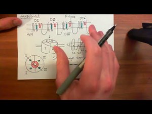 Voltage Gated Sodium Channels Part 2