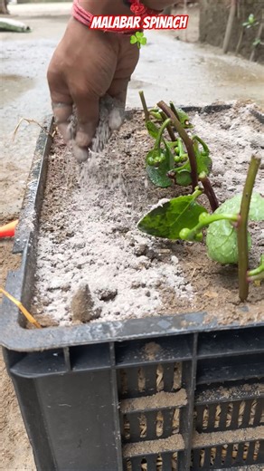 🌿 How to Grow Malabar Spinach | Step by Step Guide! #shorts #MalabarSpinach #BasellaAlba #plants