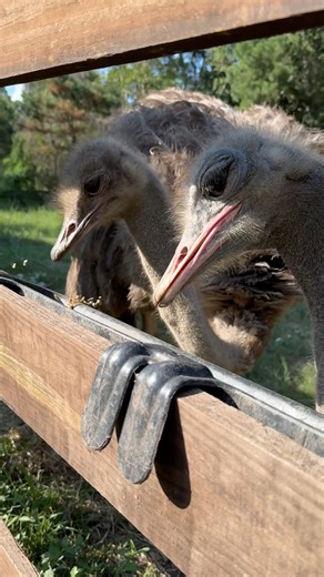 54K views · 5.8K reactions | Things you prolly didn’t know about the ostrich | Longhorn Lester's | Facebook