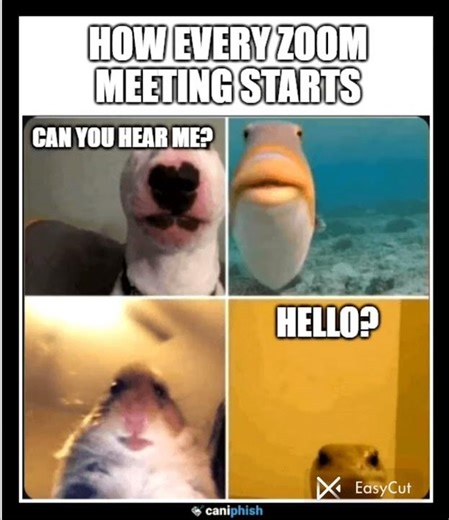 Story of every zoom meeting..💀 #funny #memes #shorts