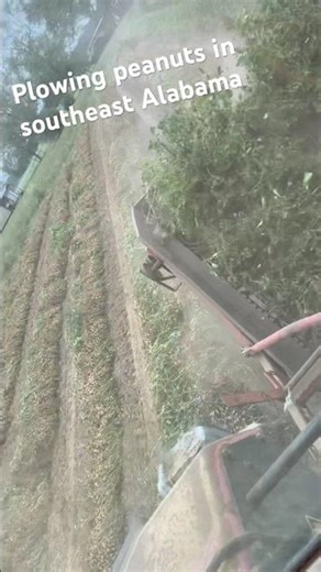 Plowing peanut with my case 5140 and pualk inverter #alabama #peanuts #case