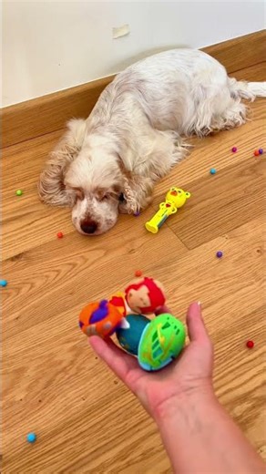 Vera Dog Satisfying Reverse Video ASMR🌈🐾