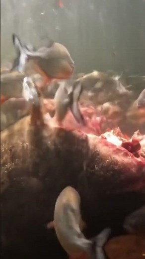 Piranha Feeding Frenzy 😳🐟 #wild #nature #documentary #piranhas #eating #youtubeshorts
