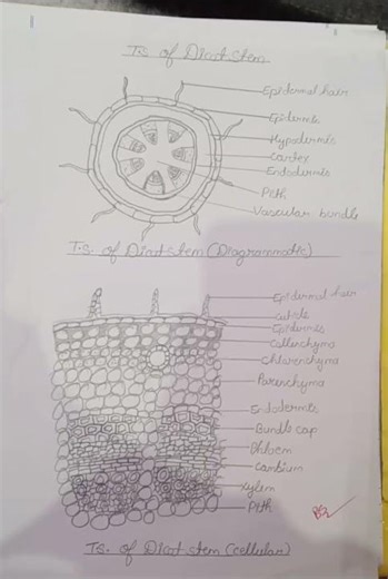 ##T.S of Dicot stem (Anatomy)#BSC 3 semester#Botany practical file##