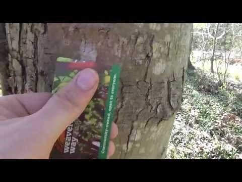 How to Remove Spotted Lanternfly Eggs