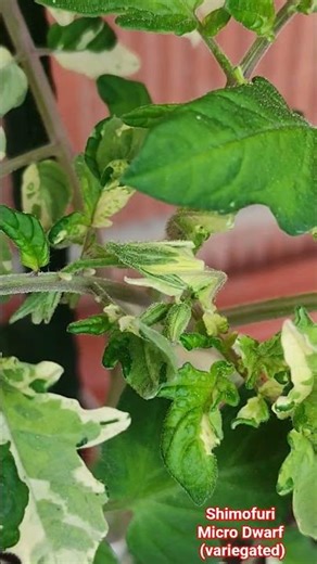 Tomato #plants Shimofuri Micro Dwarf (variegated)