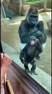 This baby gorilla has more drama than all of us combined 😂🦍 Grandma starts singing one happy little tune… and this tiny gorilla suddenly goes full concert mode: fainting, rolling, vibing, clapping, dancing — EVERYTHING! 😭🎤 #artist #music #artists | Mind Hunt