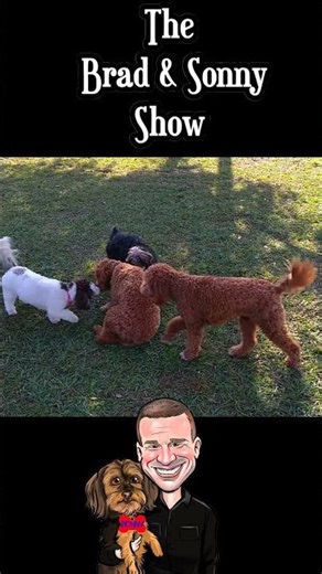 : Lab Pointer & Pals Go Wild in the Field!