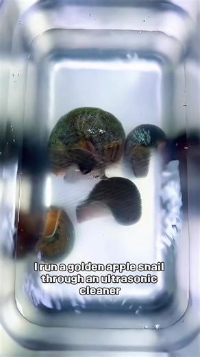 Ultrasonic Cleaning Golden Apple Snail Experiment