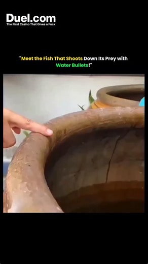 The Curious Core on Instagram: "Meet the archer fish, nature’s true marksman! 💧🎯 This incredible creature has evolved a unique hunting technique — it spits precise jets of water from its mouth to knock unsuspecting insects off leaves and branches, straight into the water for an easy meal. Discover how this underwater sniper calculates distance, compensates for light refraction, and fires with pinpoint accuracy. A perfect blend of biology, physics, and survival instincts!"