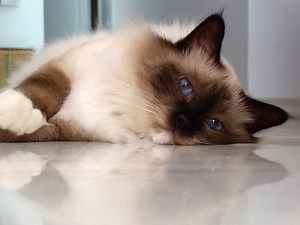 Birman Cat Prices in 2024: Purchase Cost, Vet Bills, & Other Costs