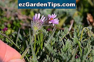 Le piante più importanti coltivate nell'antico Egitto 🌱 Consigli Giardinieri - It.ezGardenTips.com