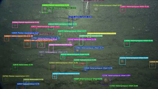 Ocean Vision AI uses the power of artificial intelligence to process ocean imagery • MBARI